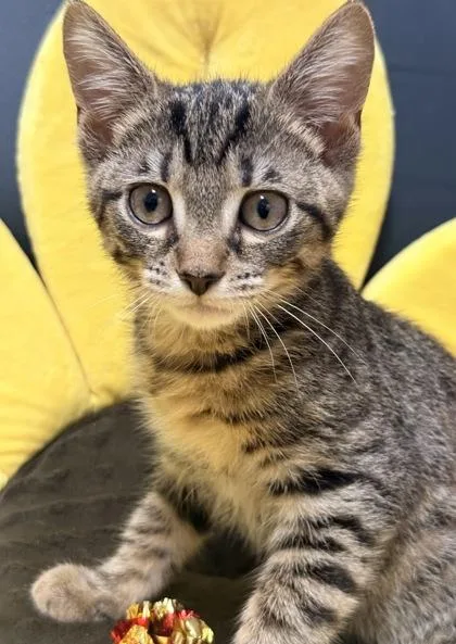 A young small-sized male Domestic Short Hair cat named Hershey for adoption in Lawrenceville, GA