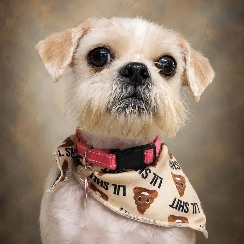 An adult small-sized female Apricot / Beige Shih Tzu dog named Lulu for adoption in Bessemer, AL