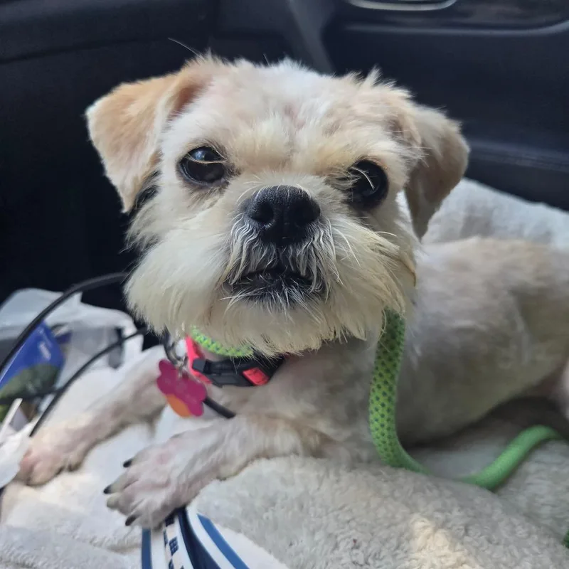Lulu thumbnail 5