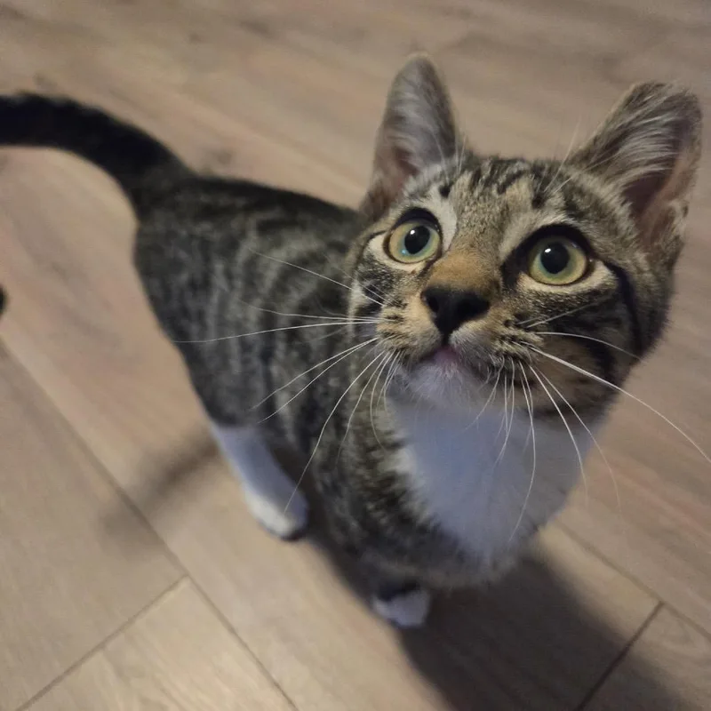 Squeaky