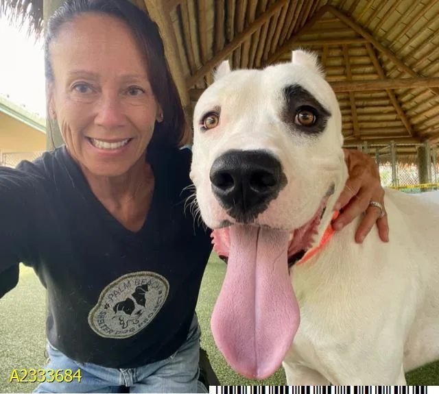 A young extra large-sized male Mixed Breed dog named Pirata for adoption in West Palm Beach, FL