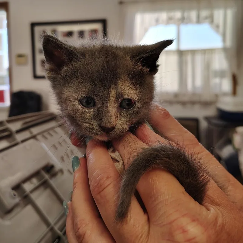 A young small-sized female Dilute Calico Domestic Short Hair cat named Ada for adoption in Indiana, PA
