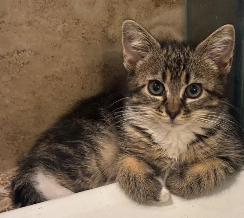 A young medium-sized female Tabby cat named Cher for adoption in Garner, NC