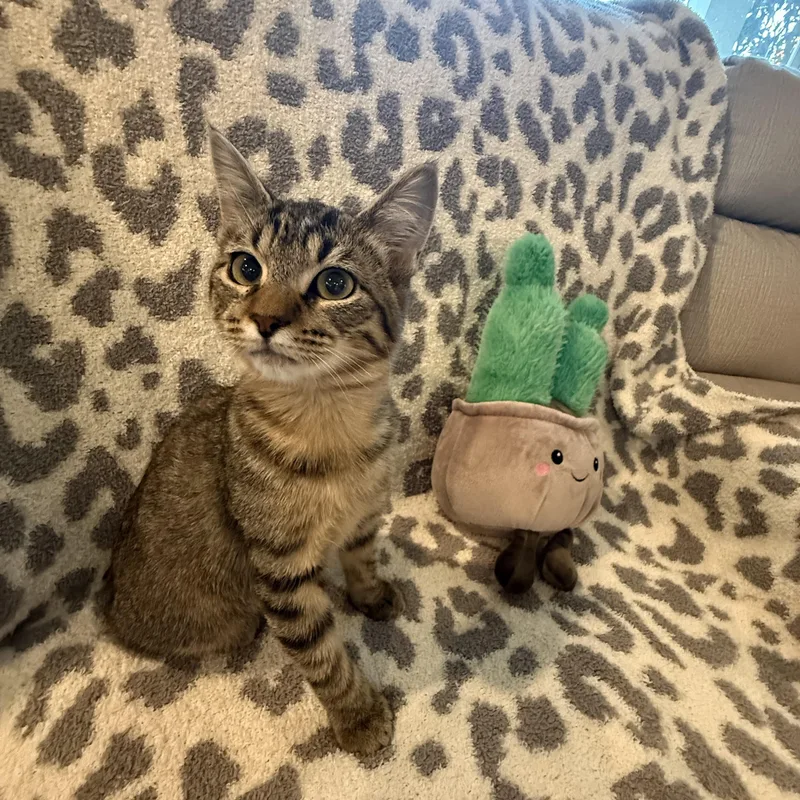 Short Stack thumbnail 2