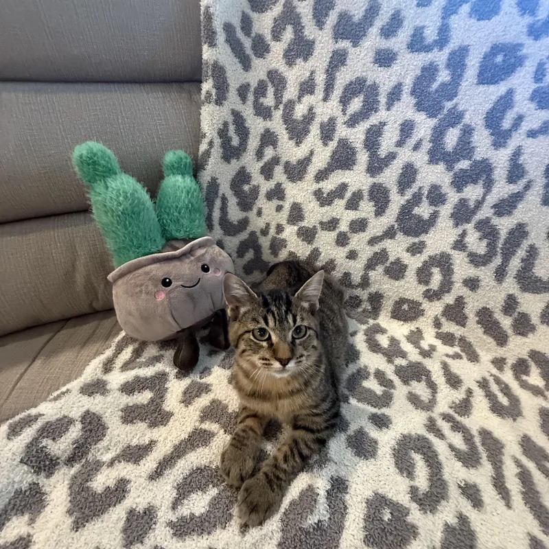 Short Stack thumbnail 4