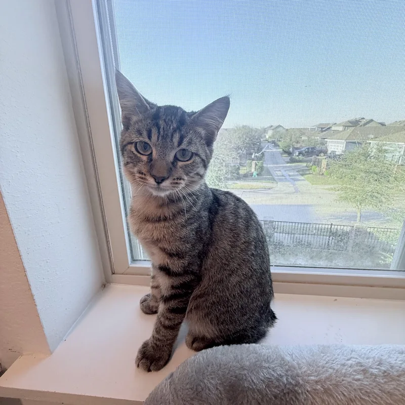 Short Stack thumbnail 5