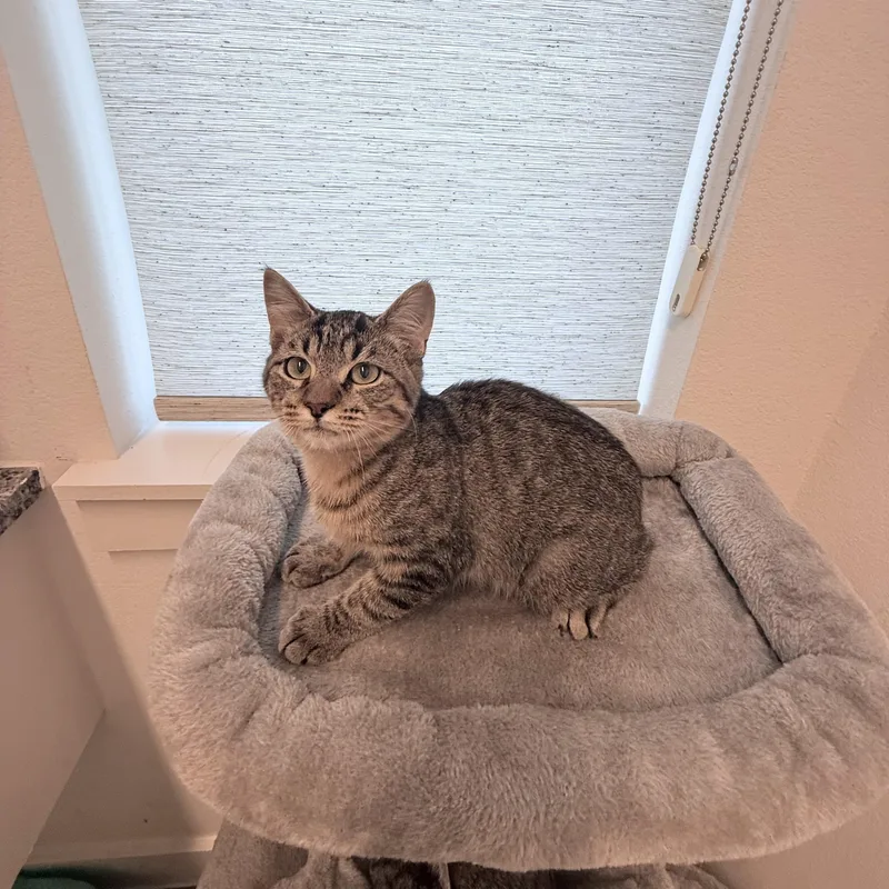 Short Stack thumbnail 6