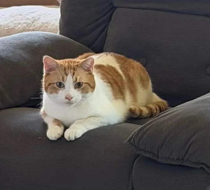 An adult large-sized male Domestic Short Hair cat named Mister Tigger for adoption in Fond Du Lac, WI
