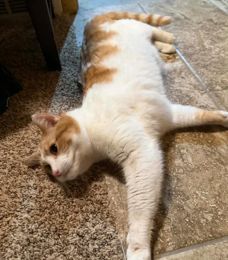 Mister Tigger thumbnail 2