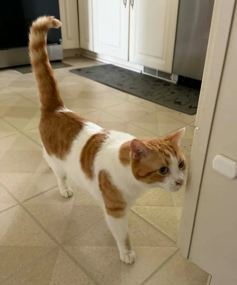 Mister Tigger thumbnail 3