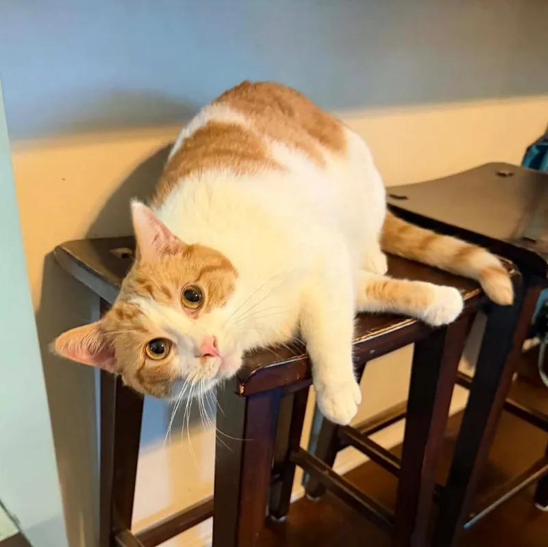 Mister Tigger thumbnail 4