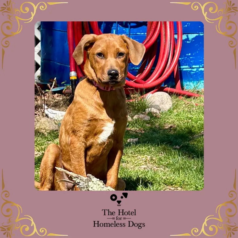 A baby medium-sized female Brown / Chocolate Labrador Retriever dog named Vanilla for adoption in Cumberland, RI