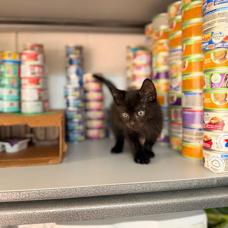 A baby small-sized male Gray / Blue / Silver Domestic Short Hair cat named Phoenix for adoption in Oakton, VA