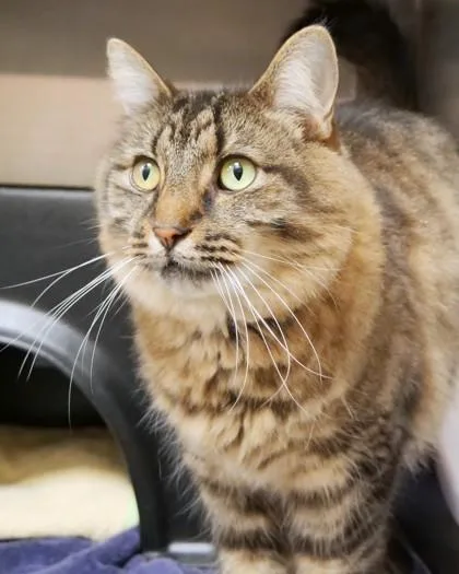 An adult large-sized male Domestic Long Hair cat named Maximus for adoption in Fishers, IN