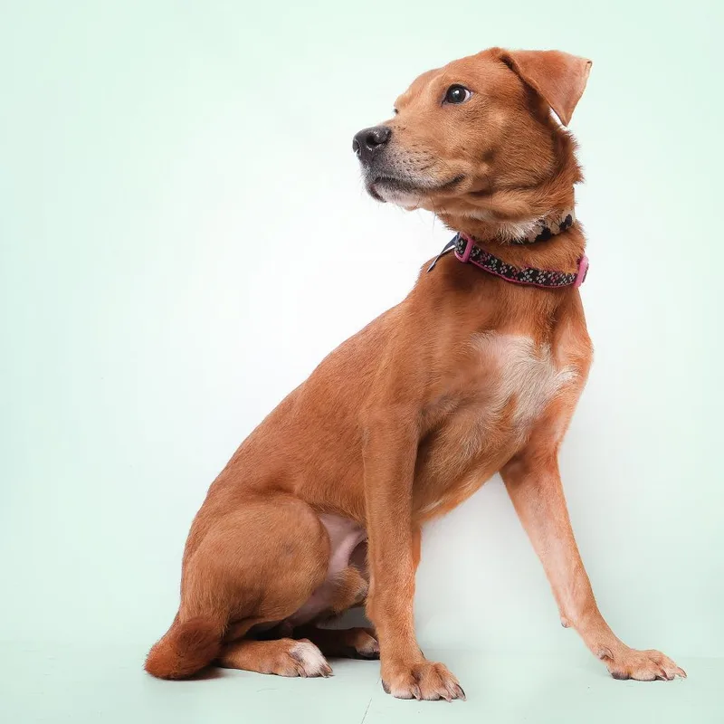 Canelo A thumbnail 2