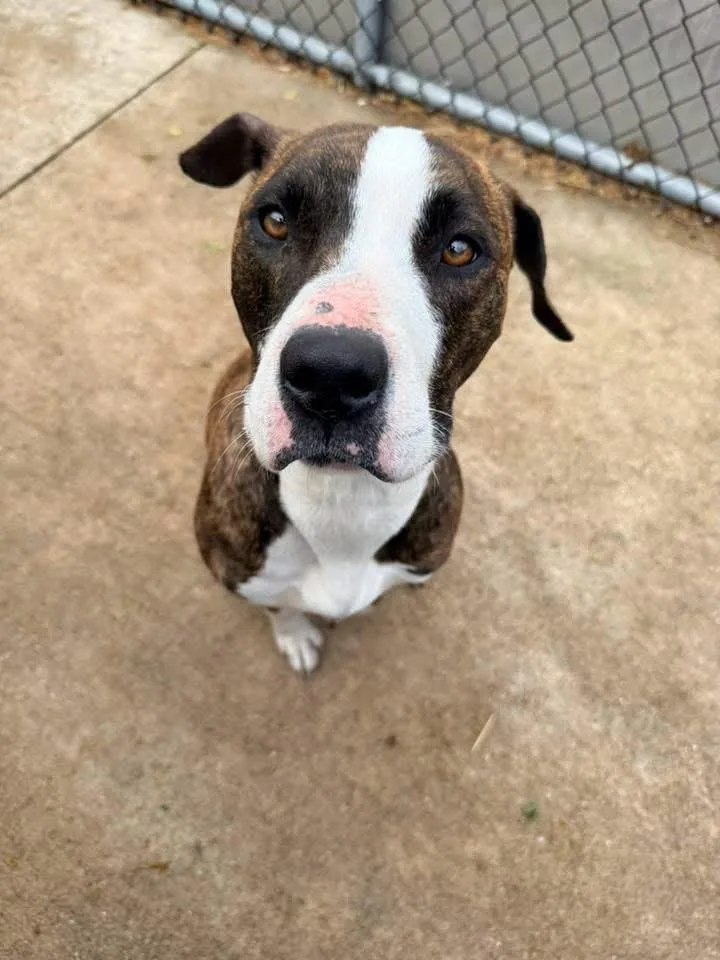 An adult medium-sized female Brindle Pit Bull Terrier dog named Sunray for adoption in Chicago, IL