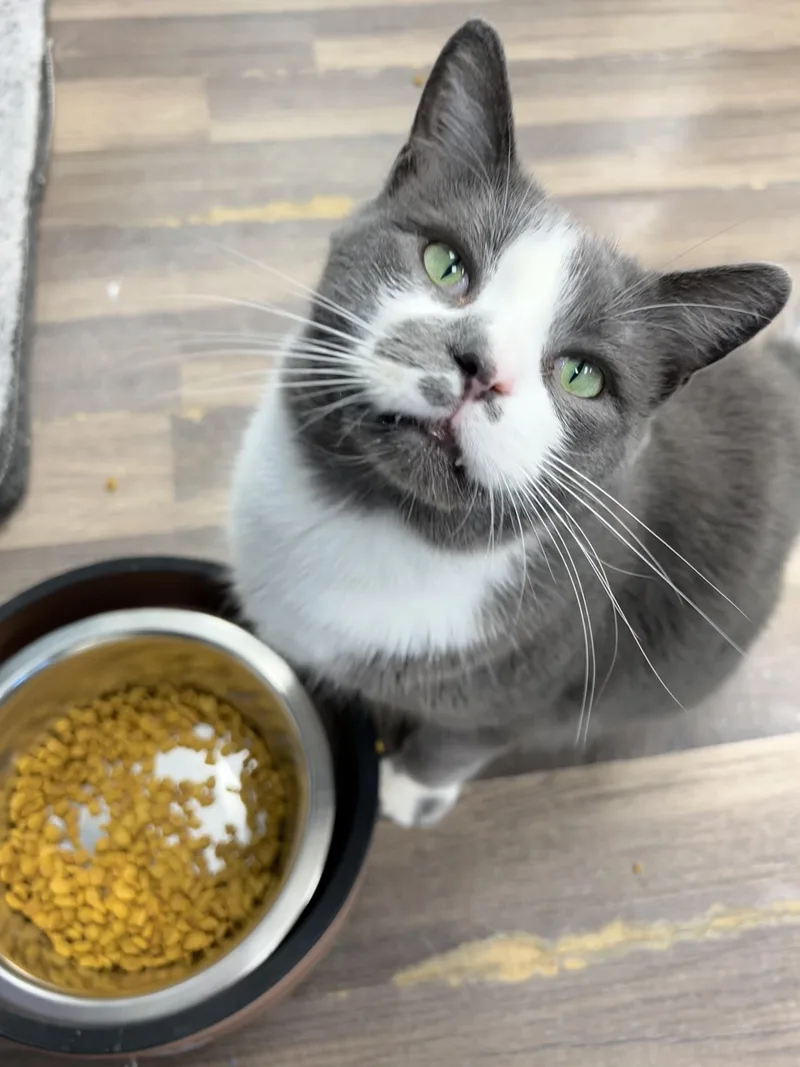Mittens thumbnail 2
