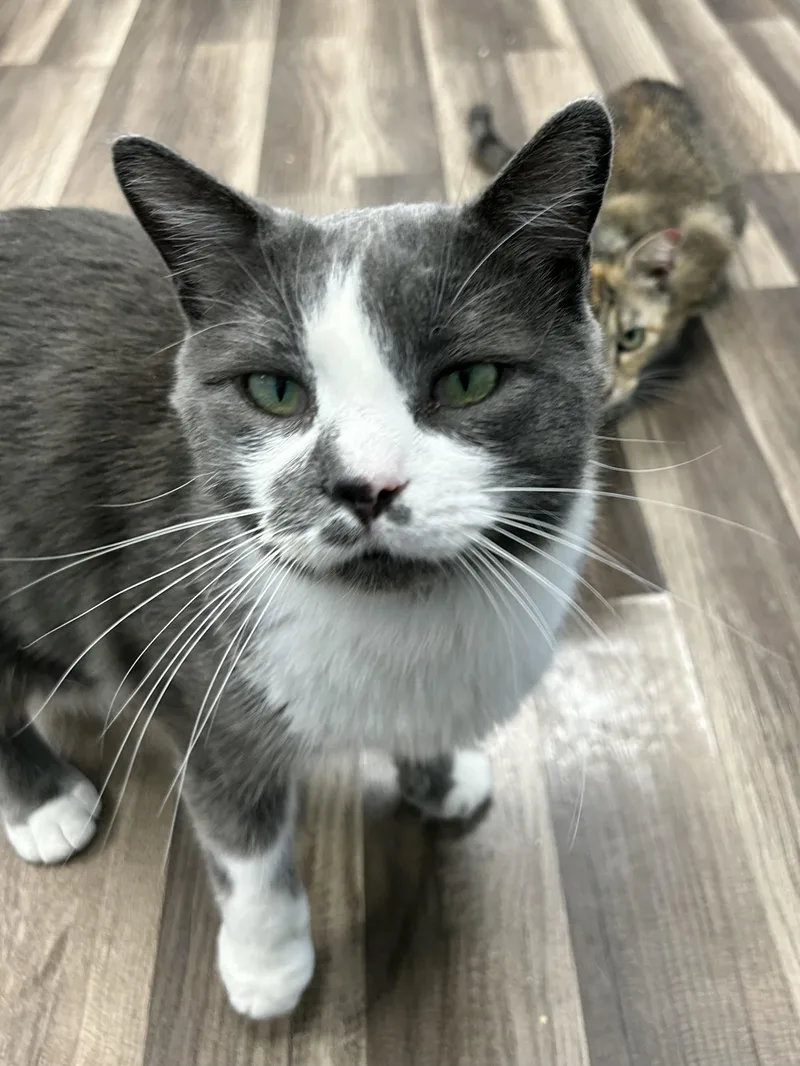 Mittens thumbnail 3