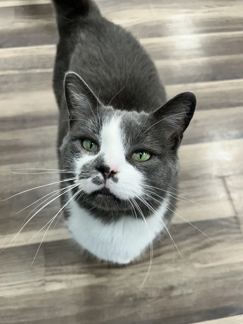 Mittens thumbnail 5