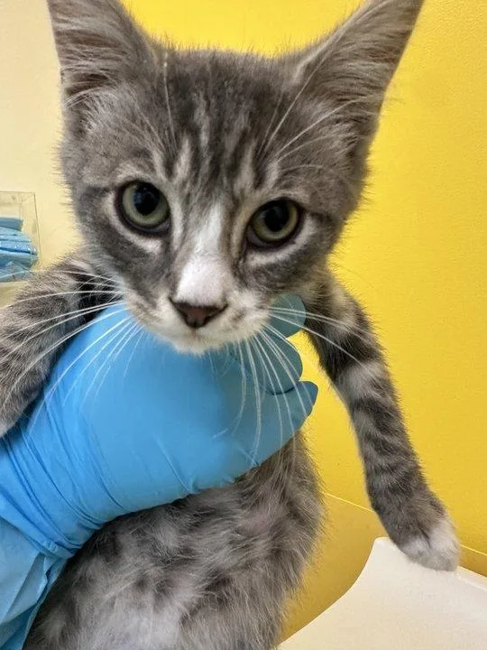 A baby small-sized male Tabby (Gray / Blue / Silver) Domestic Short Hair cat named Genesis for adoption in Raleigh, NC