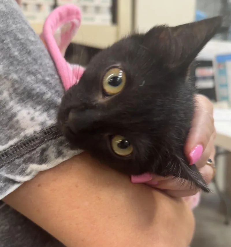A baby small-sized female Bombay cat named Artemis for adoption in Houston, TX