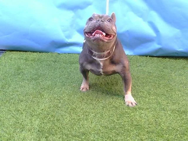 An adult small-sized female French Bulldog dog named Nala for adoption in Gardena, CA