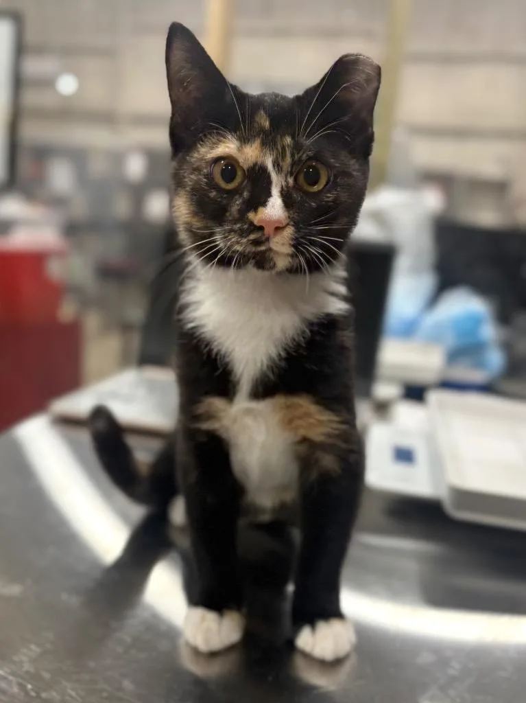 A baby small-sized female Domestic Short Hair cat named Coffee for adoption in Corpus Christi, TX