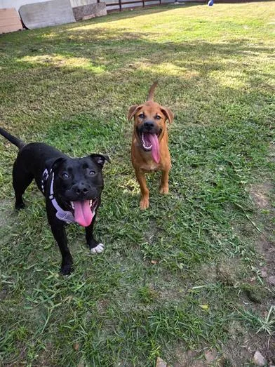A baby medium-sized female Brown / Chocolate Labrador Retriever dog named Willow for adoption in Liverpool, TX