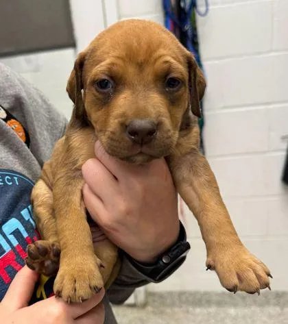 A baby small-sized female Brown / Chocolate Mixed Breed dog named Spree for adoption in Kansas City, MO