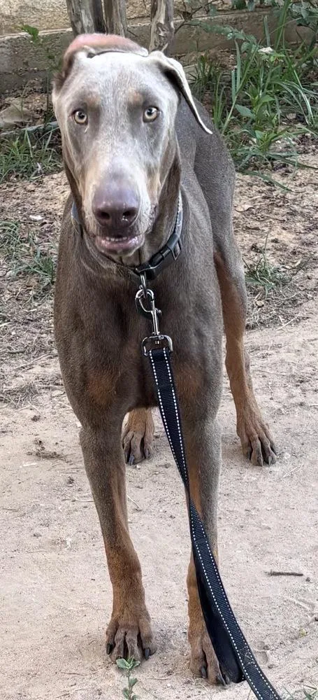 An adult large-sized male Yellow / Tan / Blond / Fawn Doberman Pinscher dog named Patriot for adoption in Brookshire, TX