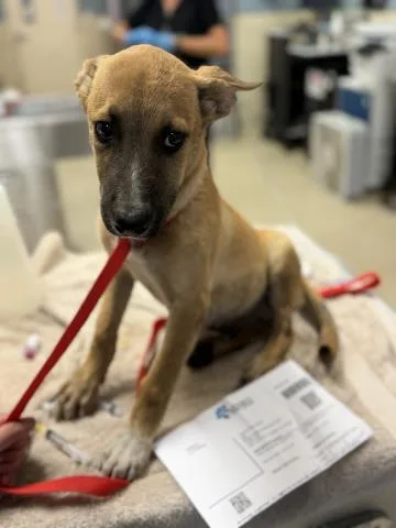 A baby small-sized male German Shepherd Dog dog named A for adoption in Riverside, CA