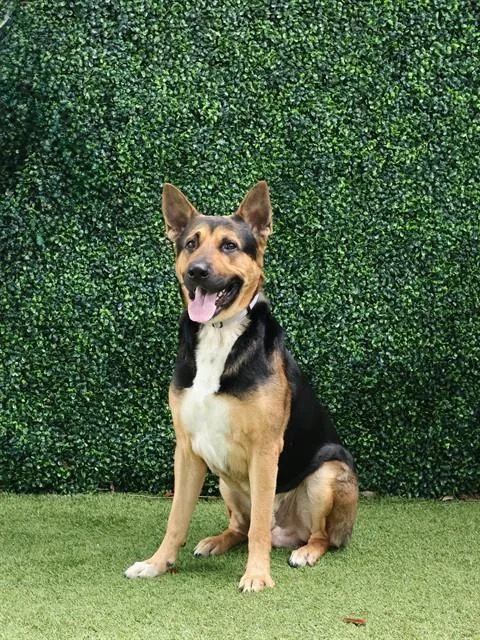 An adult large-sized male Shepherd dog named Mino for adoption in Naples, FL
