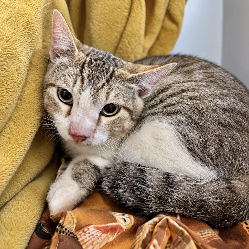 An adult medium-sized male Brown / Chocolate Domestic Short Hair cat named Prosthetic Dream for adoption in Austin, TX
