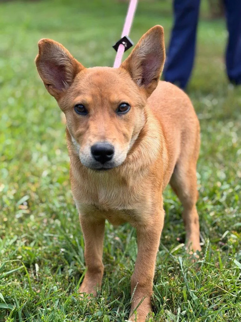 A baby small-sized female Golden Retriever dog named Goldie for adoption in Lovingston, VA
