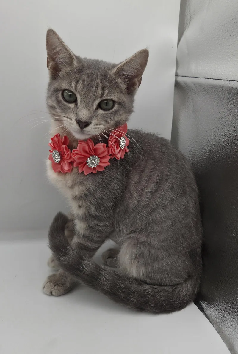 A baby medium-sized female Domestic Short Hair cat named Whiskers for adoption in Magnolia Springs, AL