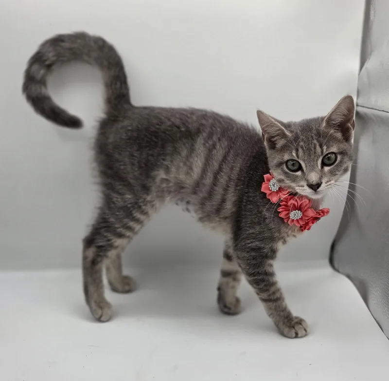 Whiskers thumbnail 3