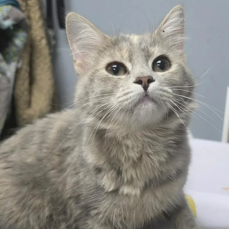 A young small-sized female Tortoiseshell Domestic Medium Hair cat named Rosemary for adoption in Marion, VA
