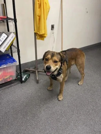 A young large-sized male German Shepherd Dog dog named Rob for adoption in Los Angeles, CA