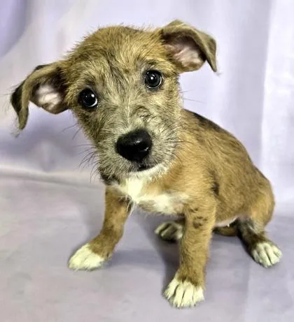 A baby small-sized female Dachshund dog named Mia for adoption in Morton Grove, IL