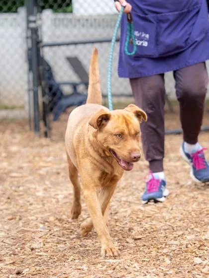 An adult large-sized female Mixed Breed dog named Mommy Pup for adoption in Chamblee, GA