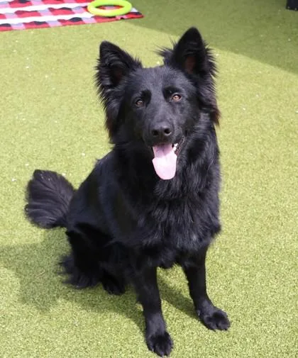 An adult large-sized male Mixed Breed dog named Sunny for adoption in Athens, GA