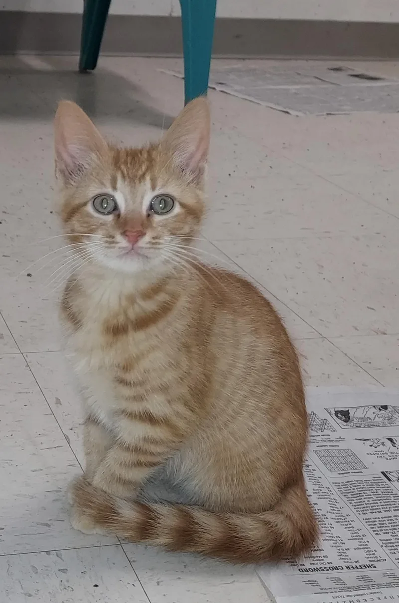 A baby medium-sized male Orange / Red Domestic Short Hair cat named Pete for adoption in Bardstown, KY