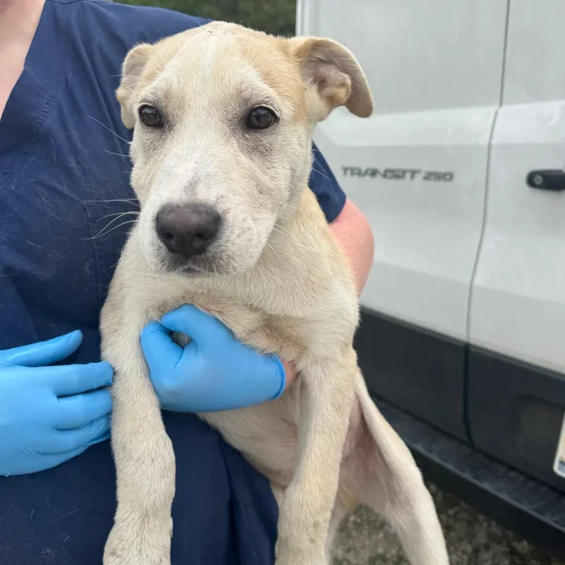 A baby medium-sized male Yellow / Tan / Blond / Fawn Labrador Retriever dog named Chance for adoption in Parrish, AL