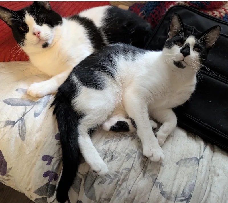 A young medium-sized female Black & White / Tuxedo Domestic Short Hair cat named Posey & Bugsy for adoption in Staten Island, NY