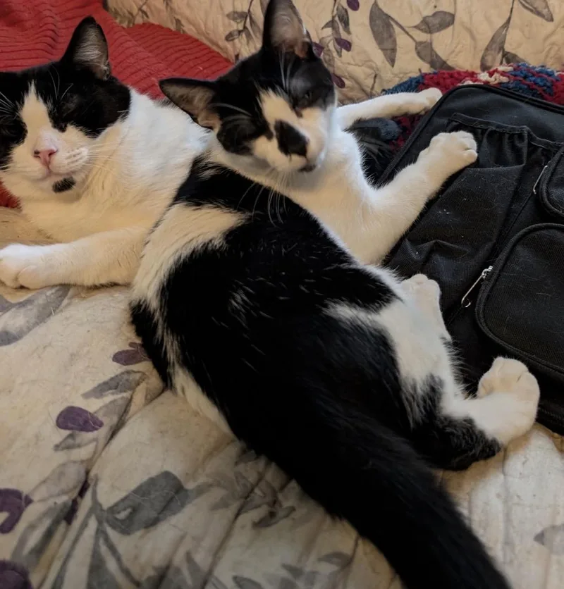 Posey & Bugsy thumbnail 6