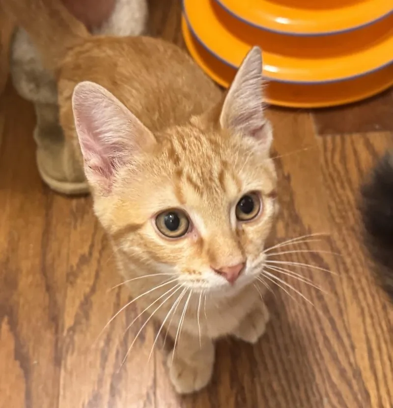 A baby small-sized male Tabby cat named Tucker Finn for adoption in Dallas, TX