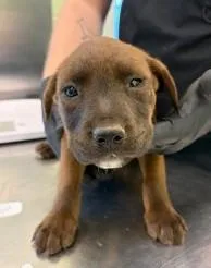 A young large-sized male Shepherd dog named Prince Eric for adoption in Kansas City, MO