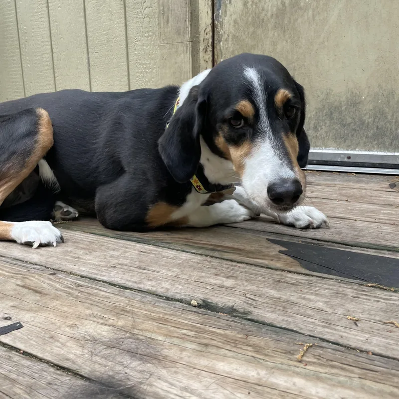 An adult large-sized female Tricolor (Brown, Black, & White) Hound dog named Sophie for adoption in Greenbelt, MD