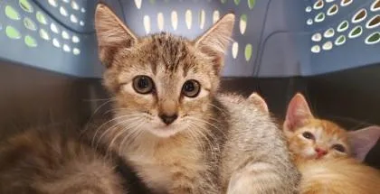 A young large-sized female Domestic Short Hair cat named Creamhorn for adoption in Kansas City, MO