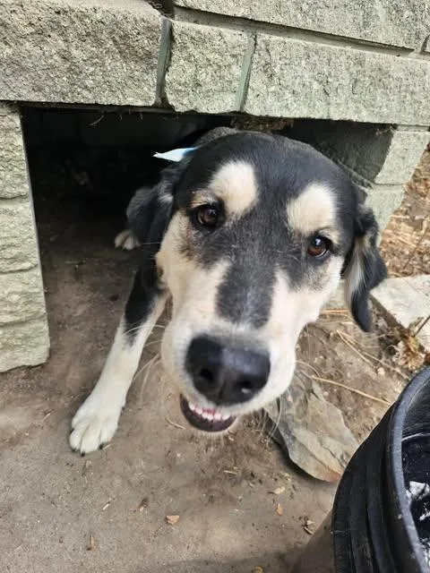 A young medium-sized female Husky dog named Sasha for adoption in Jerome, ID